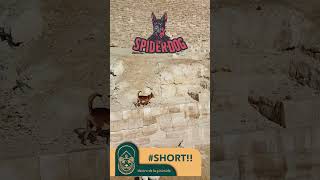 Spider-dog | Dentro de la pirámide | Nacho Ares