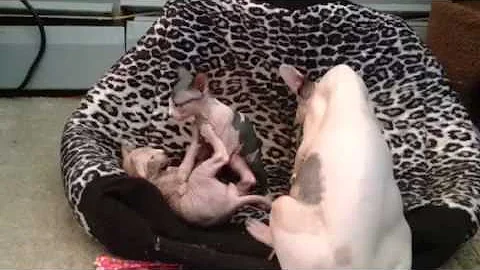 Video 10224941: sphynx kittens playing