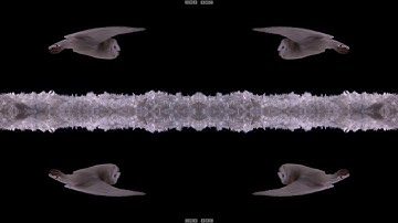 Experiment! How Does An Owl Fly So Silently  Super Powered Owls  BBC