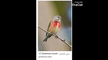 تغريد طائر تفاحي الي صيد 2021 