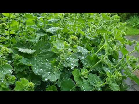 Видео: Дамская мантия: выращивание и уход за дамской мантией