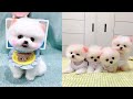 Funny and Cute Dog Pomeranian 😍🐶| Funny Puppy Videos #59