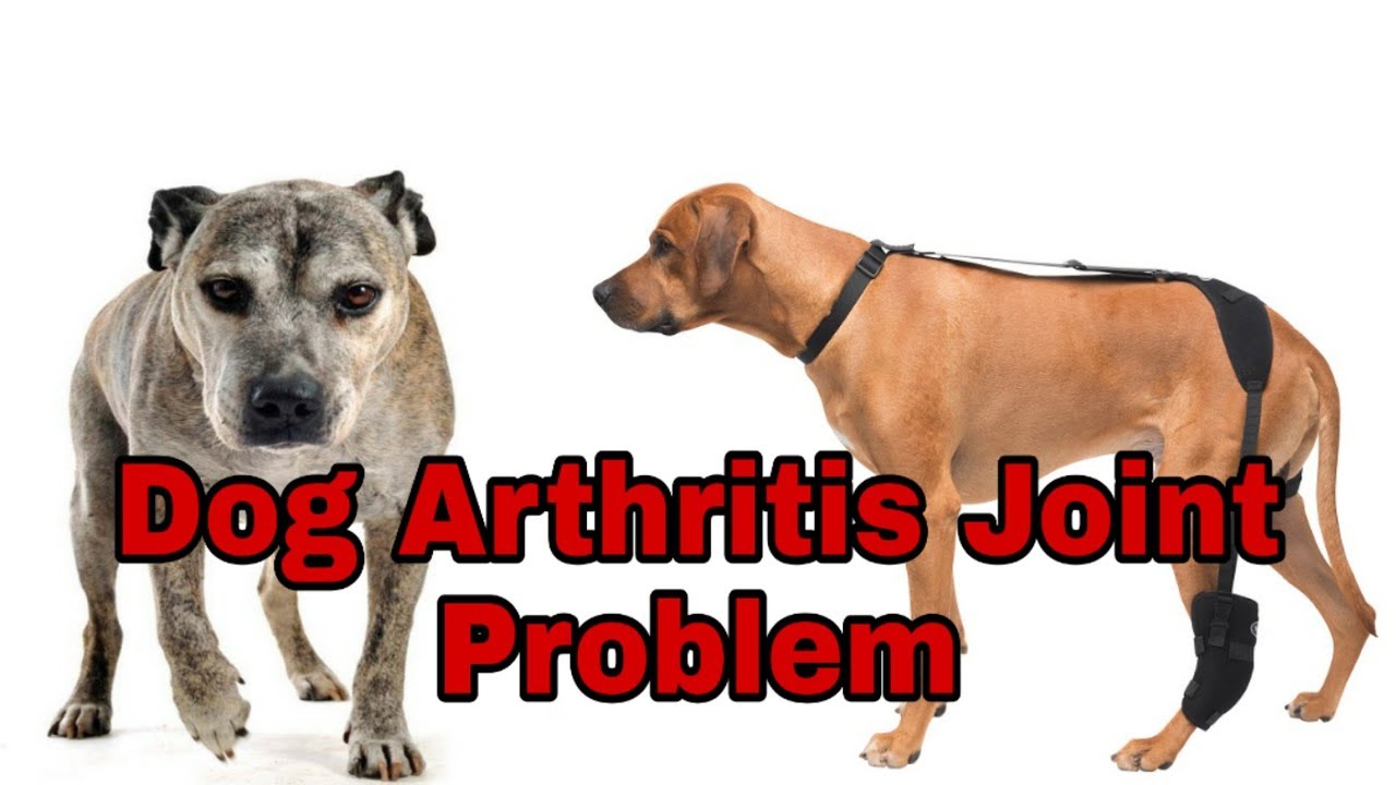 Dog Arthritis Treatment Remedy Dog Arthritis Joint Problem tried-and-tested-remedies-by-dog-owners-for-arthritis-canadapetcare-blog