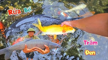 Rửa Bể Cá Koi Và Thăm Lại Con Trắm Đen Siêu To Khổng Lồ / Quế Nghịch
