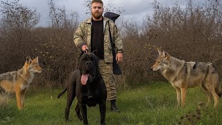 We Hebben De Wolf Gevangen In Het Bos Cane Corso Hektor Toonde Zijn Kracht