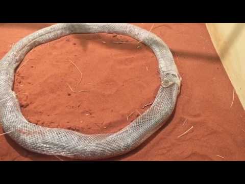 Snake shedding skin rare