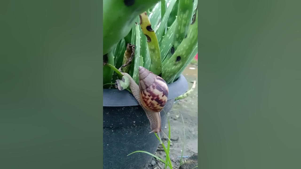 Onam va ogil porno Tualetdagi jinsiy aloqa firibgarligi