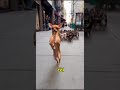 hihi, có tài cũng bị làm phiền