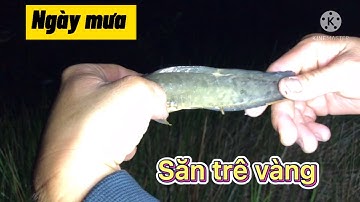 Ninh Cuchi\Ngày Mưa Đi Câu Cá Trê Vàng Và Cái Kết Mém Đội Xô