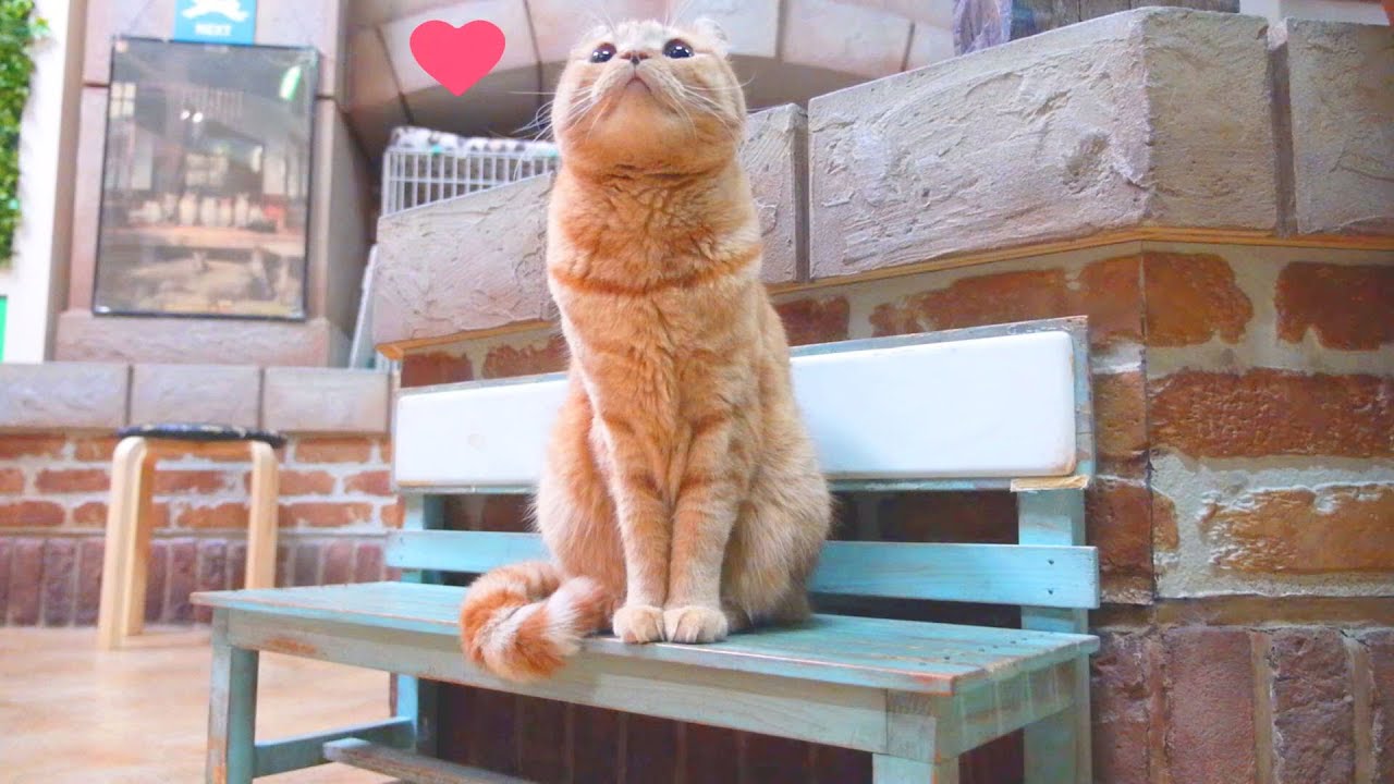 猫カフェ 横浜 【 Largest cat cafe in japan-2, Happy cat sitting on a bench ／ ベンチの幸せ猫ちゃん 】 猫カフェ