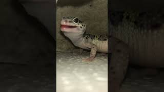 Gecko