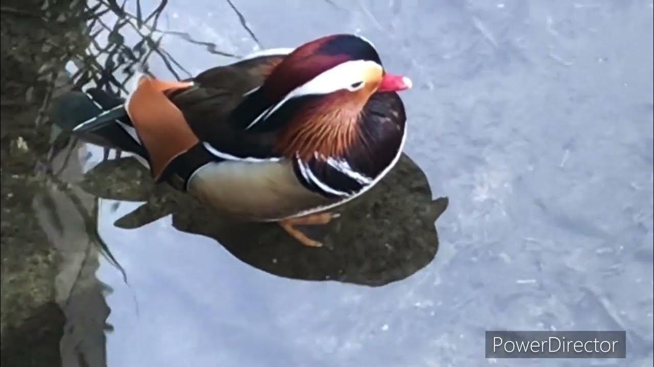 원앙오리(mandarin duck) YouTube