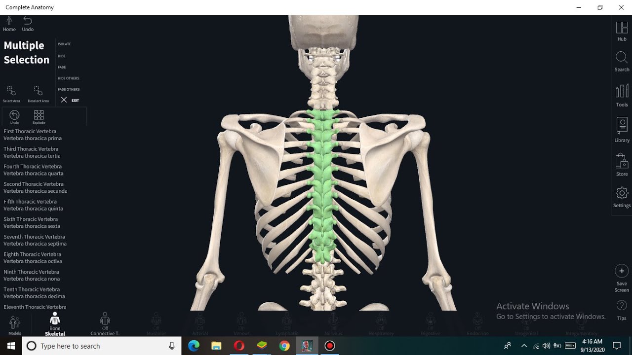 Thoracic Vertebrae Anatomy - YouTube