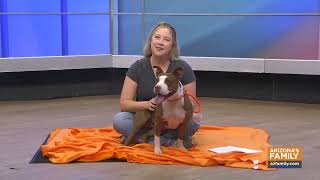 Pets on Parade (Full Episode) March 7, 2026