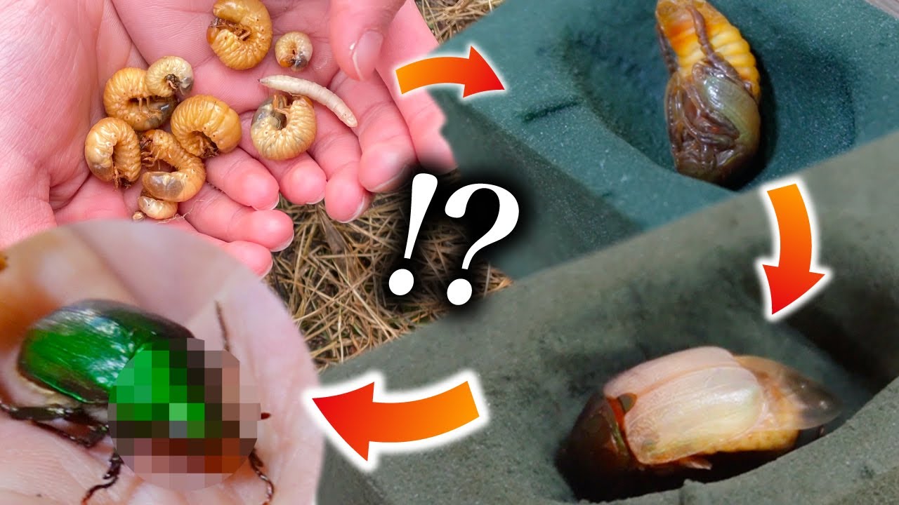 庭の害虫の正体がわかった