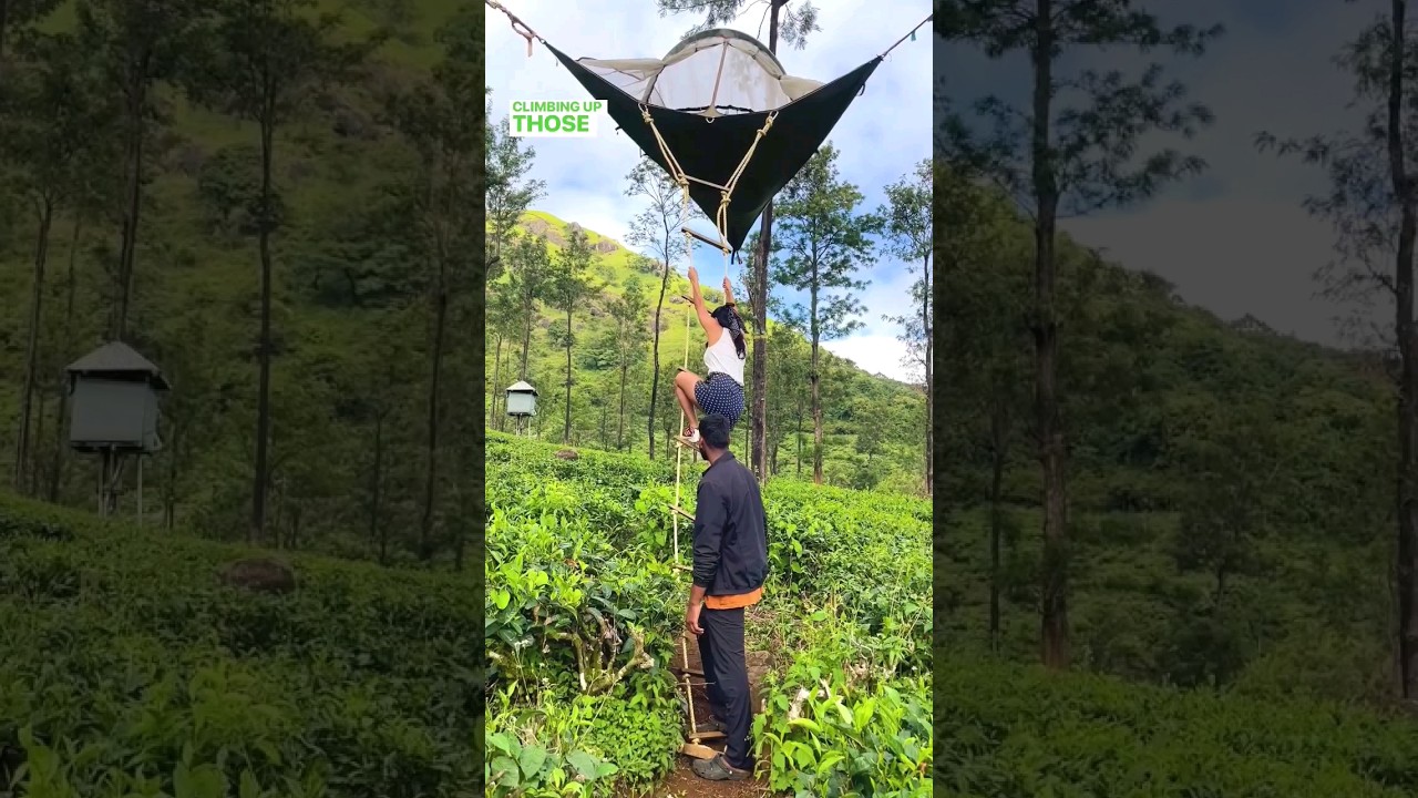 India's First Tree Tent | Stingray Tribe | Wayanad Kerala #stingray #treehouse #wayanad