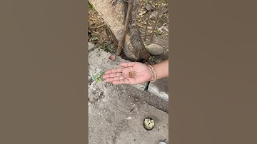 कर्ज से मुक्ति पाने के लिए छोटा सा उपाय #pandit_pradeep_ji_mishra #shorts #shortvideo #mahadevbhkt