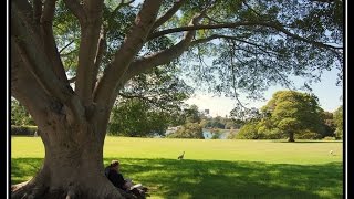 Gül Kuruttum Hopadan Hatay Türküsü