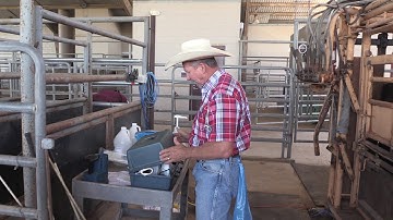 Bruce Carpenter - Cattle Reproduction - Preparing Semen