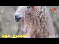 وعده العمر مش خايف على عمرى مع المصرى مهيا