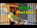 Pleci Ngalas Manggil Pleci Lain Bikin Pleci Bahan Cepat Bunyi