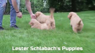Atlee Hostetler's Golden Retriever Puppies by Mt Hope Puppies 3 views 10 hours ago 1 minute, 4 seconds