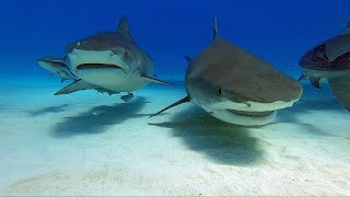 Scuba Diving in Tiger Beach with Epic Diving - Apr 2022