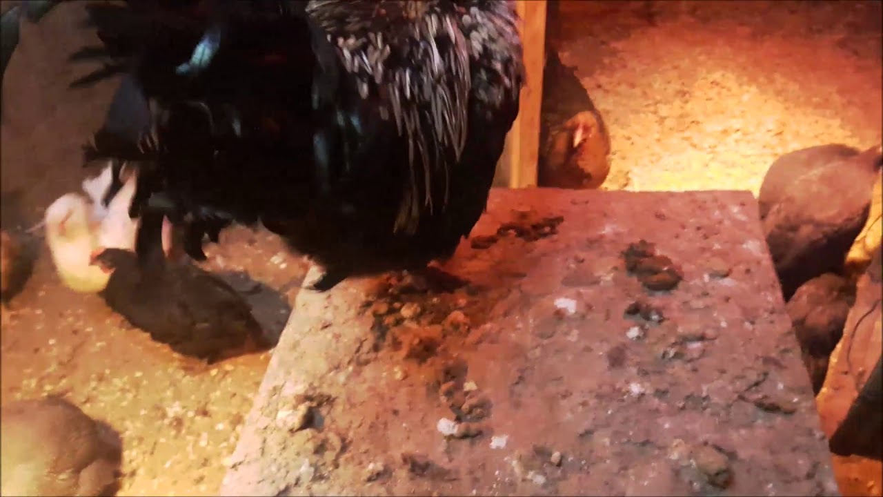 Les Poules Et Le Froid Fermette Familiale Les Biscornus