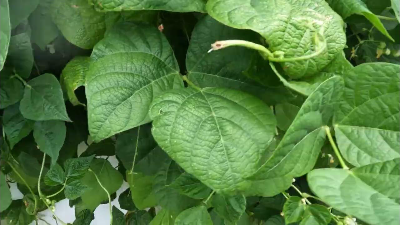 Growing String Beans on a Fence Part 1 YouTube