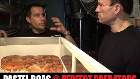 Pastel Boas Revealed! Perfect Predators- Part 2