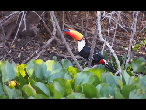 ♻ PANTANAL (Brasil) - Más animales que en el AMAZONAS