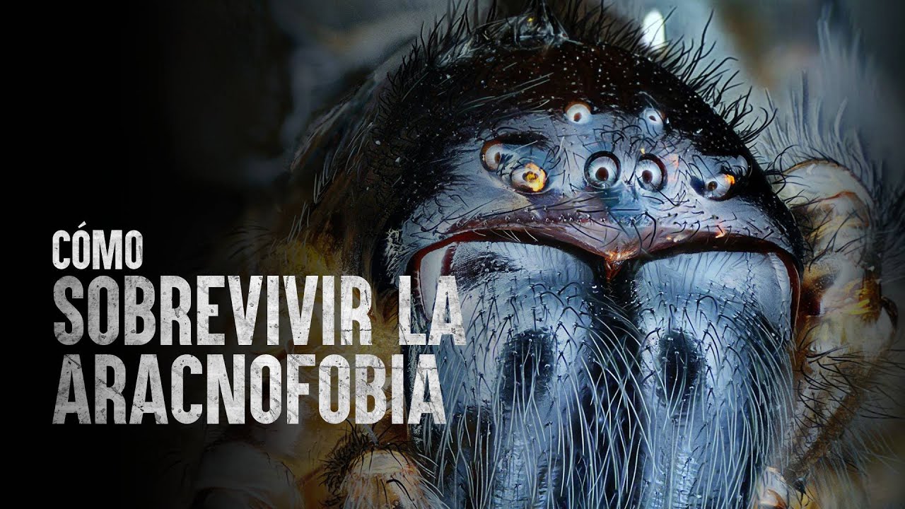 Cómo Sobrevivir a la aracnofobia