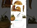 Pelican Spider: Tiny Spider Assassin #shorts