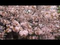 松前公園龍雲院の蝦夷霞桜