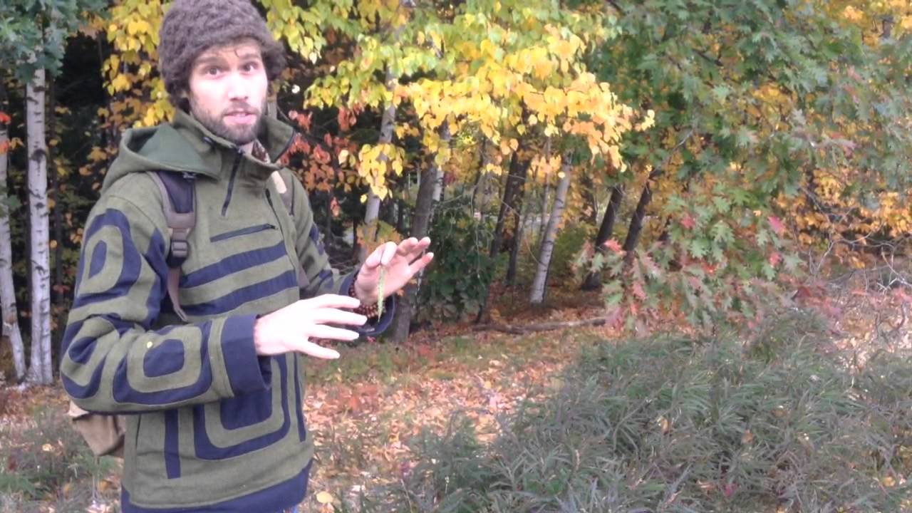 Sweet fern (Comptonia Peregrina)-Wild Medicinal Tea