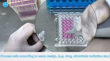 Cell Counting Kit-8 (CCK-8) Assay Principle