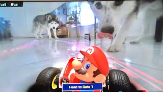 Huskies React to Being Inside Mario Kart Live Home Circuit Game! by Gohan The Husky 21,617 views 8 months ago 5 minutes, 1 second