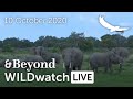 WILDwatch Live | 10 October, 2020 | Morning Safari | South Africa
