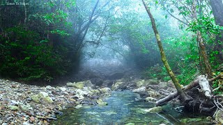 The sound of the stream in the beautiful forest. birds chirping. relax with nature. ASMR by Listen To Nature 5,550 views 1 month ago 6 hours, 5 minutes