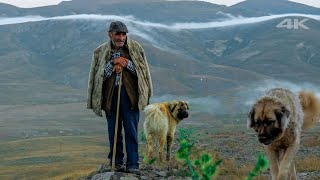 Herd of Shepherd Fikret in Balahor Plateau | Documentary ▫️4K▫️