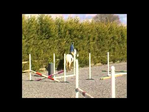 Marsh Ponies for
