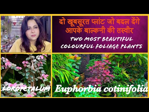 Two colourful foliage plant ||दो खूबसूरत रंगीन प्लांट #loropetalum #euphorbiacotinifolia