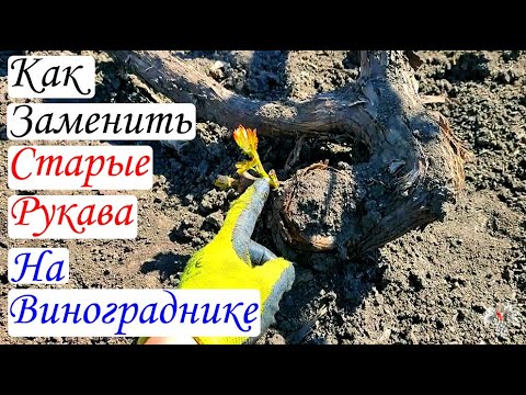 Видео: Как мне следить за моими старыми лозами?