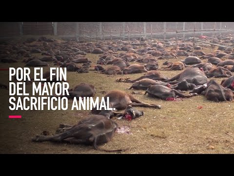 El final del mayor sacrificio animal está cerca