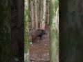 括り罠に掛かった猪🐗 オス 体長120cm 2022/10/31 #有害鳥獣駆除