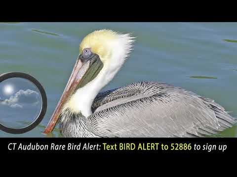 CTAudubon Rare Bird Alert. Opt-in!