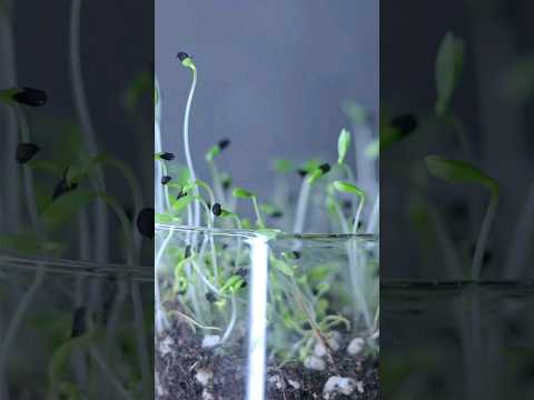 Βίντεο: Σε τι χρησιμεύουν οι σπόροι nigella;