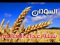 زراعة القمح في السودان - Growing wheat in Sudan