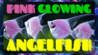 GLOW-IN-THE-DARK ANGELFISH