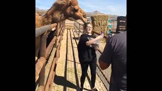 Camel Puts Mouth Over Woman's Head - 1501444